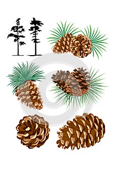 Illustration of pine cones