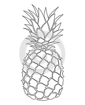 Illustration of pineapple. Black and white print of pineapple. Picture of an exotic fruit. Fresh vitamins.