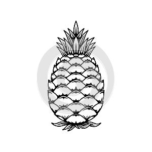 Illustration of pineapple. Vector design