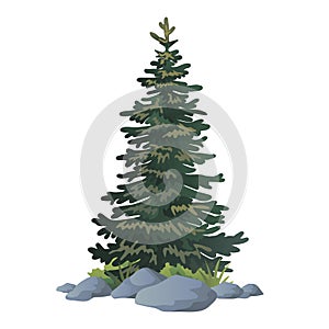 illustration of pinetree vector with white background photo