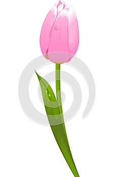 Tulip photo