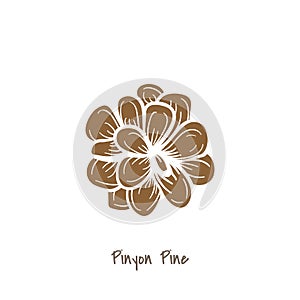 Illustration of pinyon pine isolated