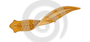 Illustration of Planarian flatworm. Tricladida
