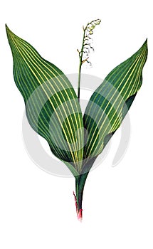 Illustration of a plant.