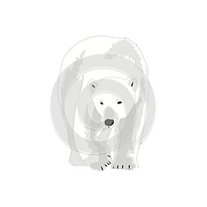 Illustration of Polar Bear International Polar Bear day photo