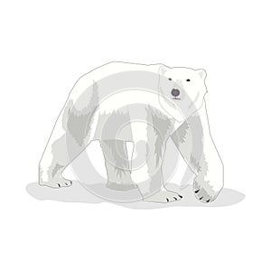 Illustration of Polar Bear International Polar Bear day photo