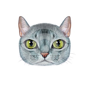 Illustration portrait of Abyssinian cat.