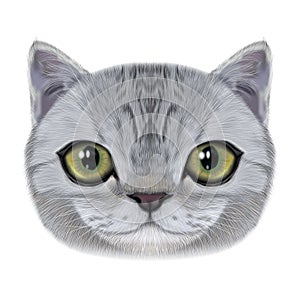 Illustration portrait of domestic cat.