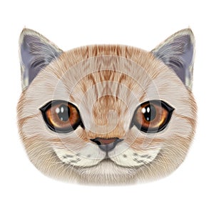 Illustration portrait of domestic cat.
