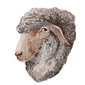 Illustration portrait of a ram or sheep standing in a half-cup. Light coat, light muzzle. Textural drawing isolated on white