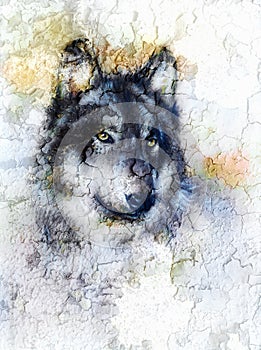 Illustration Portrait of a Wolf, crackle background