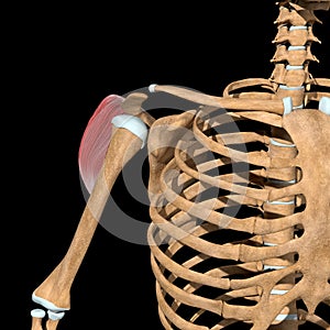 Illustration of the posterior head of deltoid muscles front view