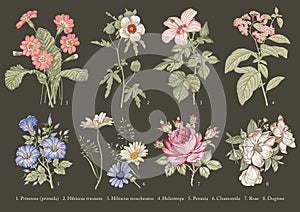 Illustration Primrose primula Hibiscus Heliotrope Petunia Chamomile Rose Dogrose Drawing engraving Vector Set vintage medical