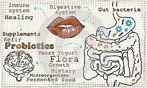 Illustration about Probiotics and the Digestive System