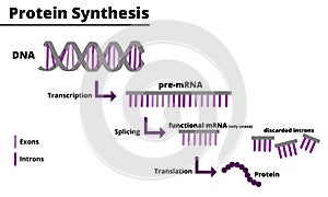 Illustration of the protein synthesis process