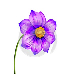 Illustration of Purple Dahlia flower, Spring