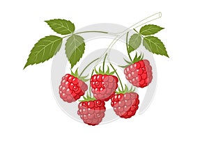 White, emphasizing the vibrant colors and structure of the raspberries