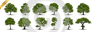 Illustration Realistic Tree Isolated on White Background - Vector