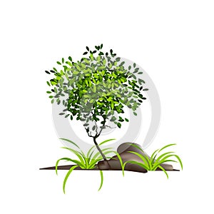 Illustration Realistic Tree Isolated on White Background - Vector