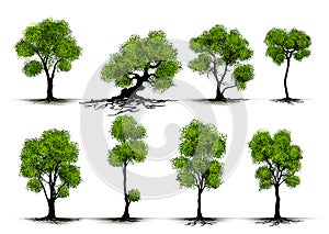 Illustration Realistic Tree Isolated on White Background - Vector