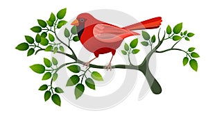 Illustration with red bird on tree branch, isolated on withe background.