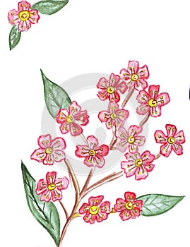 Illustration of red blooming bush plant