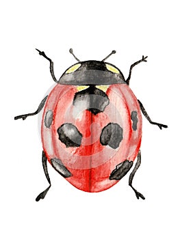 Illustration red cute ladybug watercolor