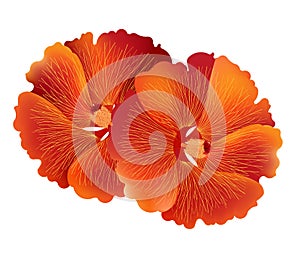Illustration of red hibiscus flower on white background
