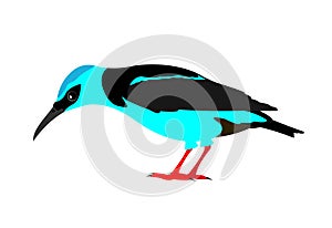 Illustration of a red-legged honeycreeper, Cyanerpes cyaneus