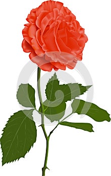 Illustration of a red rose