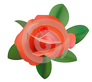 Illustration of red rose - vector