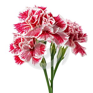 Red and white carnation flower bouquet isolated on white background cutout
