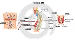 Illustration of a reflex arc depicting the neural pathway for reflex actions. It includes a