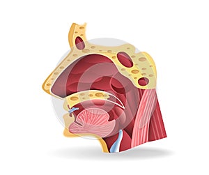 Illustration of respiratory tract face section anatomy concept