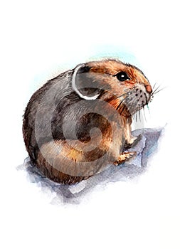 Illustration of a rodent animal. Watercolor. Isolated on white background. Realistic drawing.