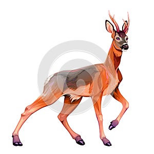 Illustration of the roe deer