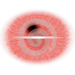 Illustration of roentgen photo. Isolated elliptic animal eye