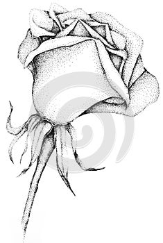 Illustration of a Rose in Bloom