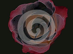 Illustration of a rose with highlighted contours and green-grey background