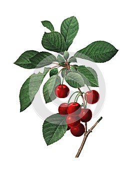 Illustration royal cherry by Pierre-Joseph Redoute