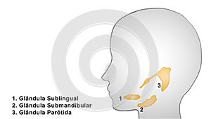 Illustration of salivary glands photo
