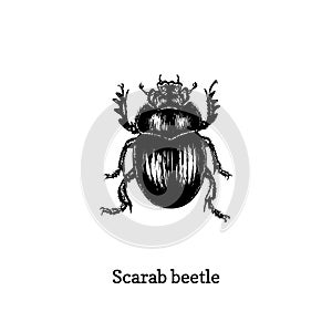 Illustration of Scarab beetle. Drawn insect in engraving style. Sketch in vector.