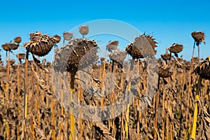 Illustration of scenics fields with ripe sunflowers