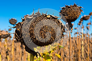 Illustration of scenics fields with ripe sunflowers