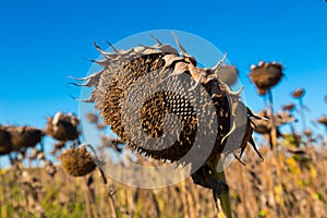 Illustration of scenics fields with ripe sunflowers