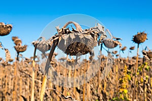 Illustration of scenics fields with ripe sunflowers