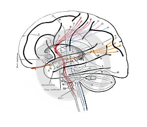 The illustration of scheme of the course of fibers in the brain in the old book die Anatomie, by Fr. Merkel, 1885, Braunschweig