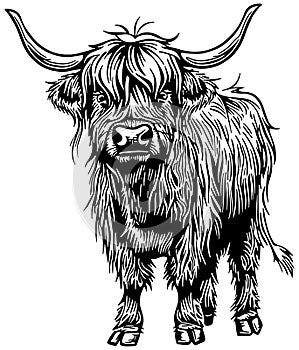 Illustration of a Scottish Highland Cow