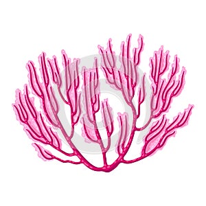 Illustration of sea coral. Marine life aquarium and water fauna.