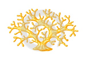 Illustration of sea coral. Marine life aquarium and water fauna.